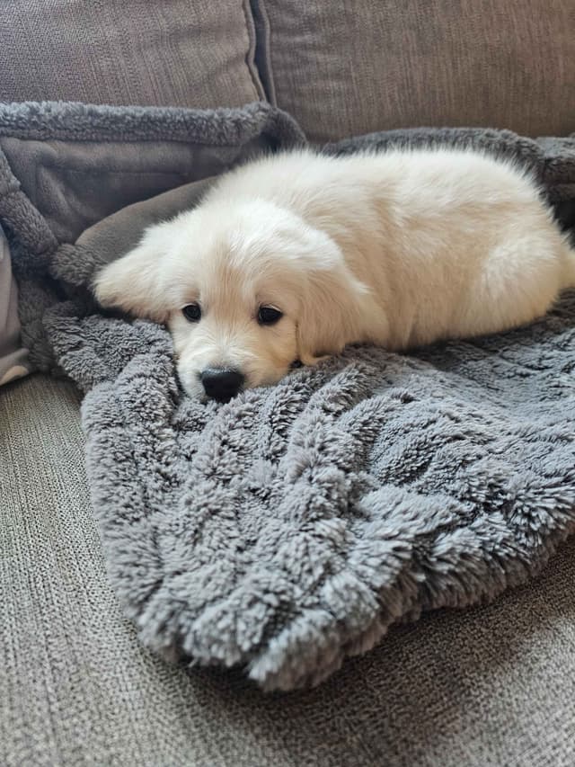 Starlit Golden Retriever Puppies media 6
