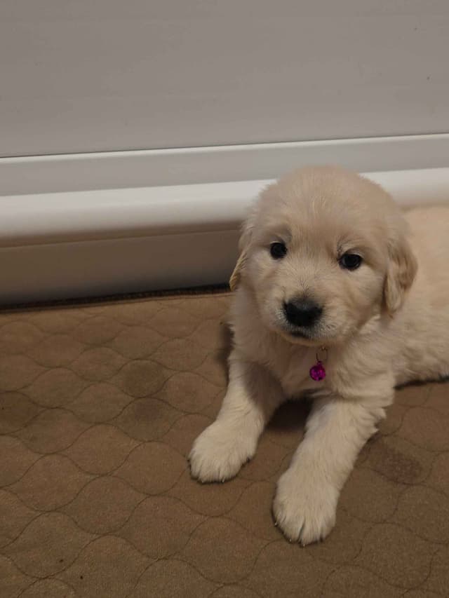 Starlit Golden Retriever Puppies media 12