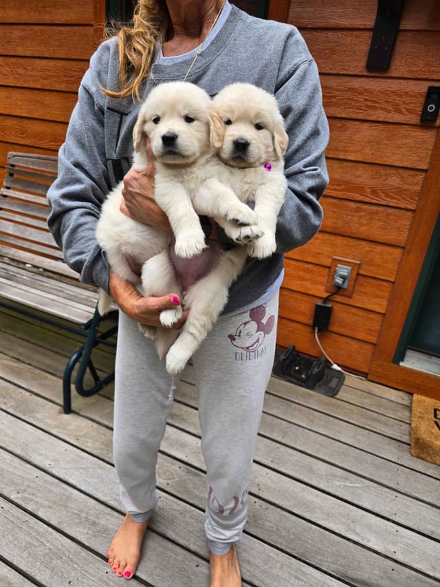 Starlit Golden Retriever Puppies media 14