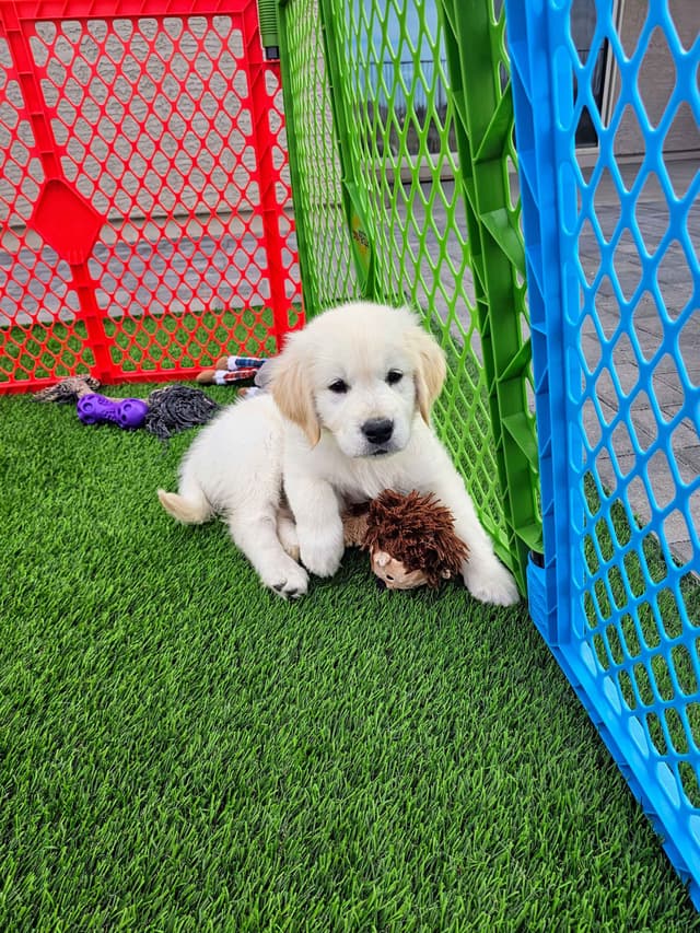 Starlit Golden Retriever Puppies media 2