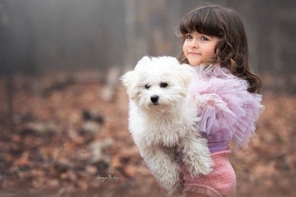 Bichon Frise Puppies breeder image 2