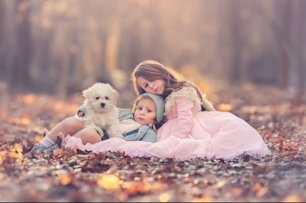 Bichon Frise Puppies breeder image 3