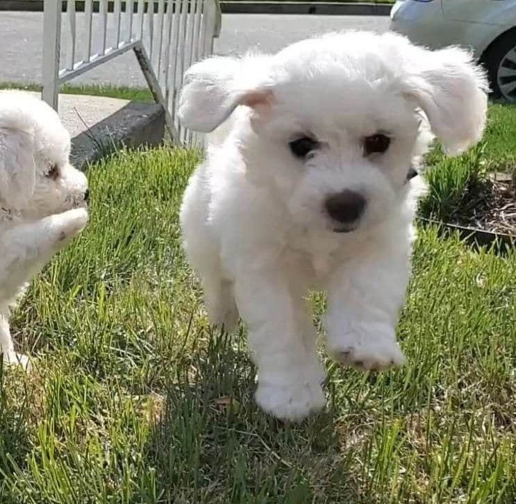 Bichon Frise Puppies breeder image 4