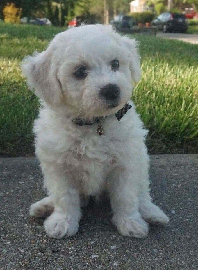 Bichon Frise Puppies breeder image 5