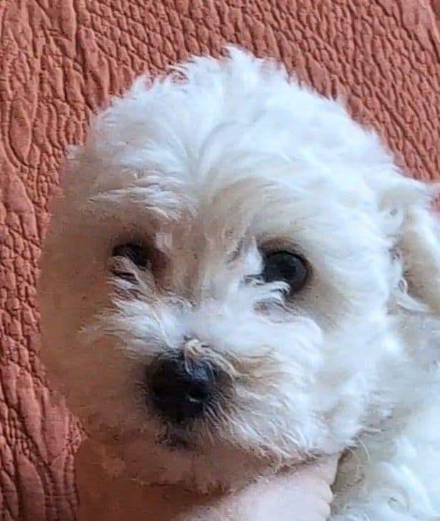 Bichon Frise Puppies breeder image 6