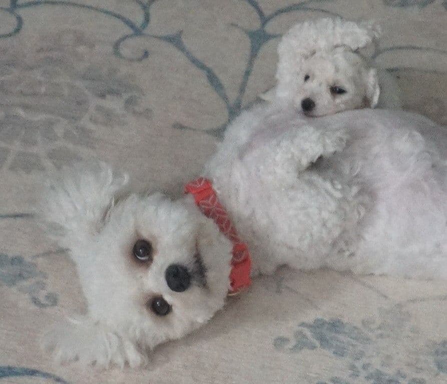 Bichon Frise Puppies breeder image 7
