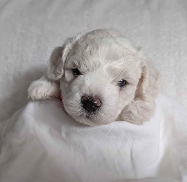 Bichon Frise Puppies media 3