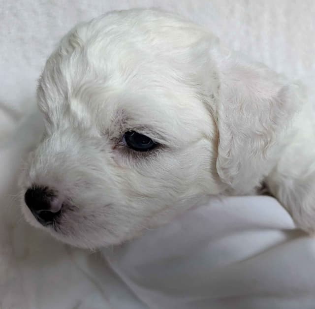 Bichon Frise Puppies media 4