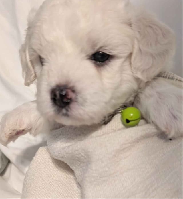 Bichon Frise Puppies media 5