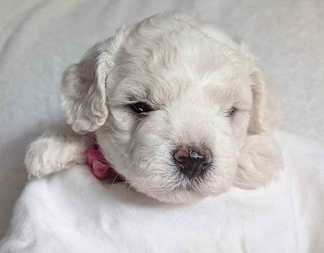 Bichon Frise Puppies media 6