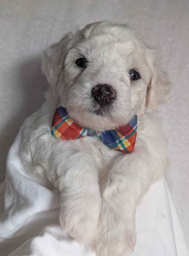 Bichon Frise Puppies media 7