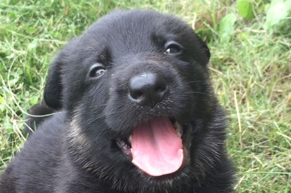 German Shepherd Dog Puppies, Mink Street Shepherds breeder image 3