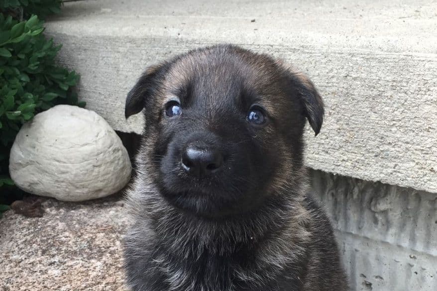 German Shepherd Dog Puppies, Mink Street Shepherds breeder image 14