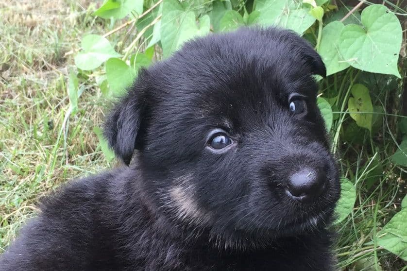 German Shepherd Dog Puppies, Mink Street Shepherds breeder image 5
