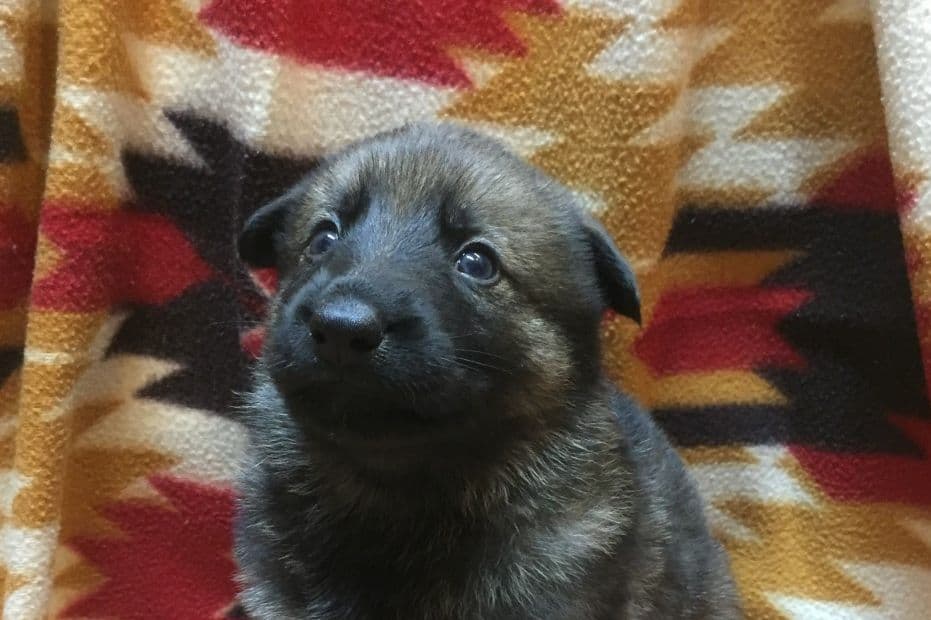 German Shepherd Dog Puppies, Mink Street Shepherds breeder image 9