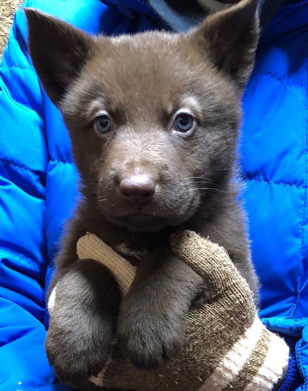 German Shepherd Dog Puppies, Mink Street Shepherds breeder image 10