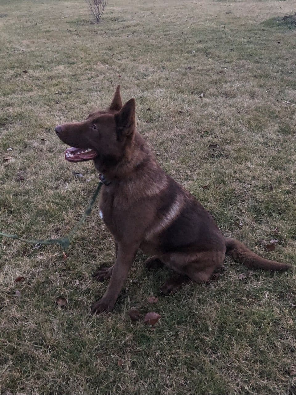 German Shepherd Dog Puppies, Mink Street Shepherds breeder image 13