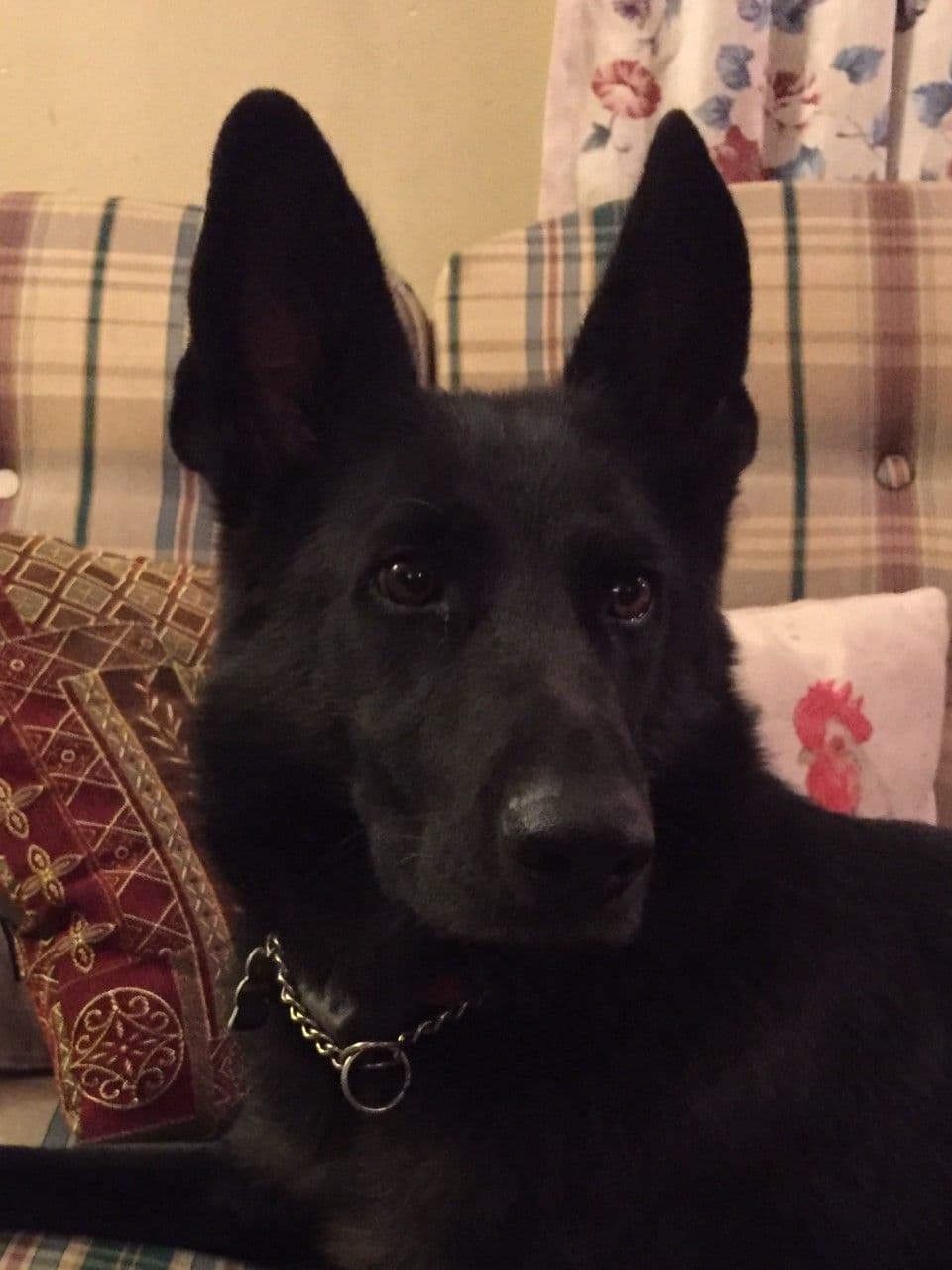 German Shepherd Dog Puppies, Mink Street Shepherds breeder image 15
