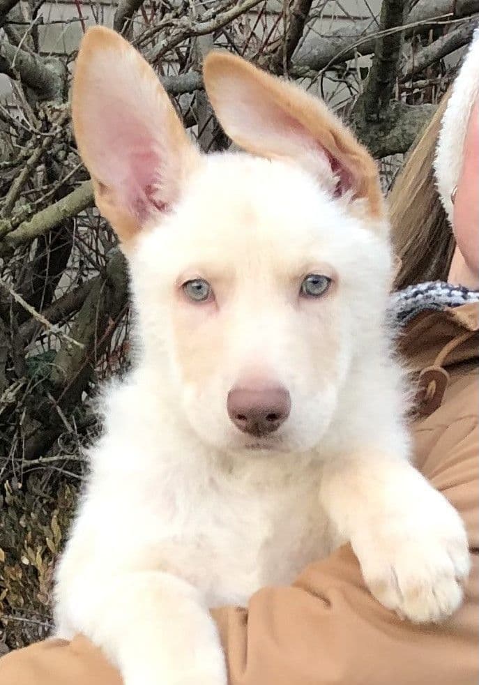 German Shepherd Dog Puppies, Mink Street Shepherds breeder image 1