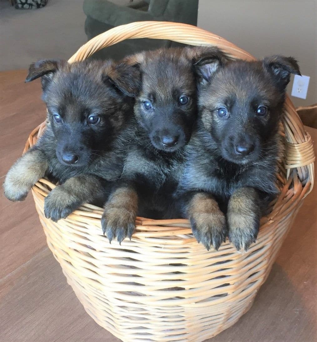 German Shepherd Dog Puppies, Mink Street Shepherds breeder image 17