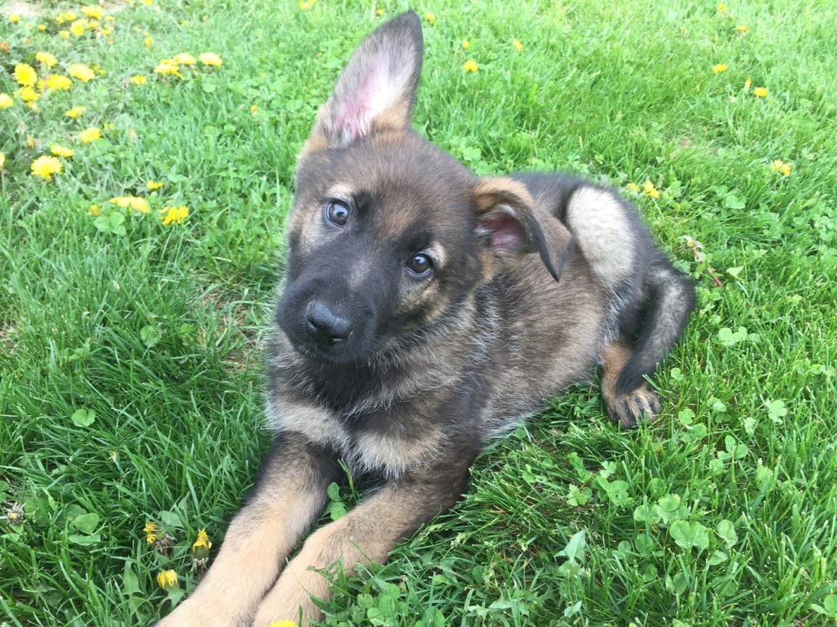 German Shepherd Dog Puppies, Mink Street Shepherds breeder image 4