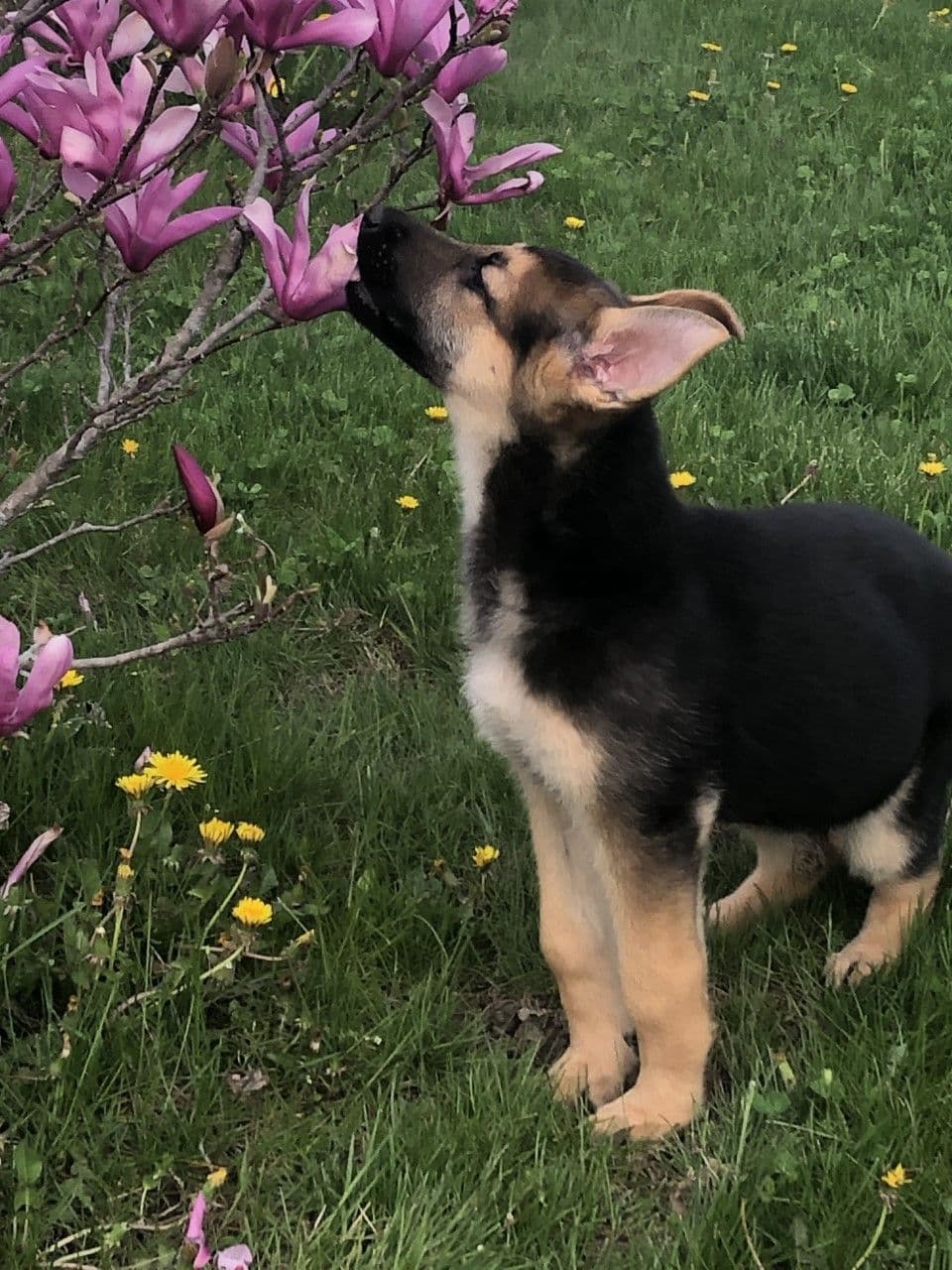 German Shepherd Dog Puppies, Mink Street Shepherds breeder image 20