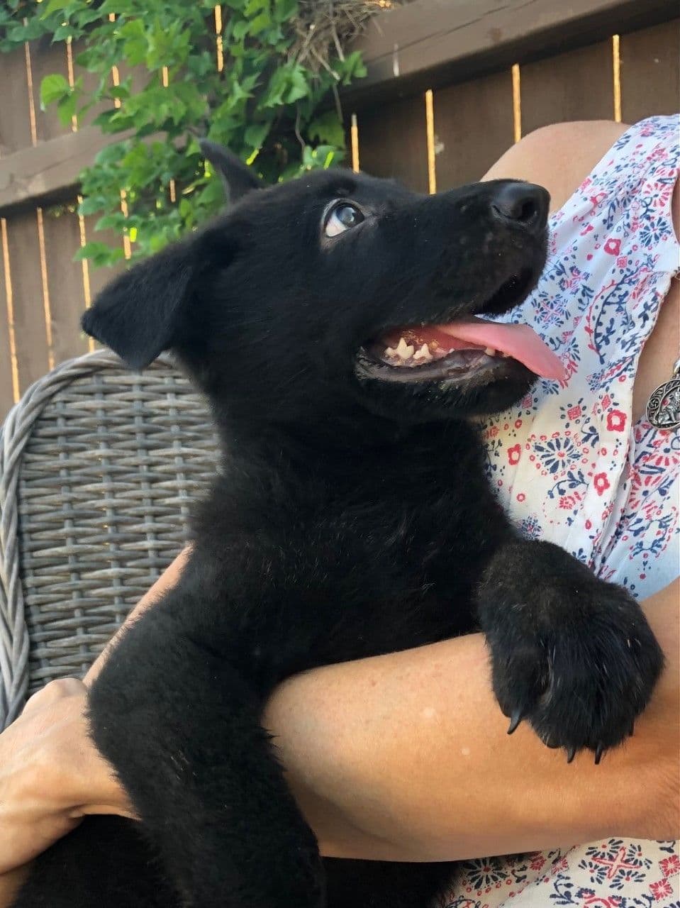 German Shepherd Dog Puppies, Mink Street Shepherds breeder image 21