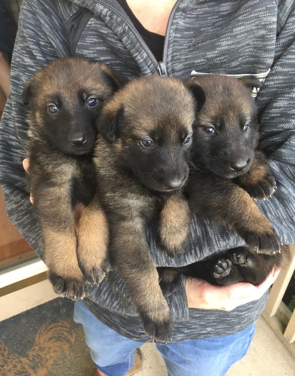 German Shepherd Dog Puppies, Mink Street Shepherds breeder image 19