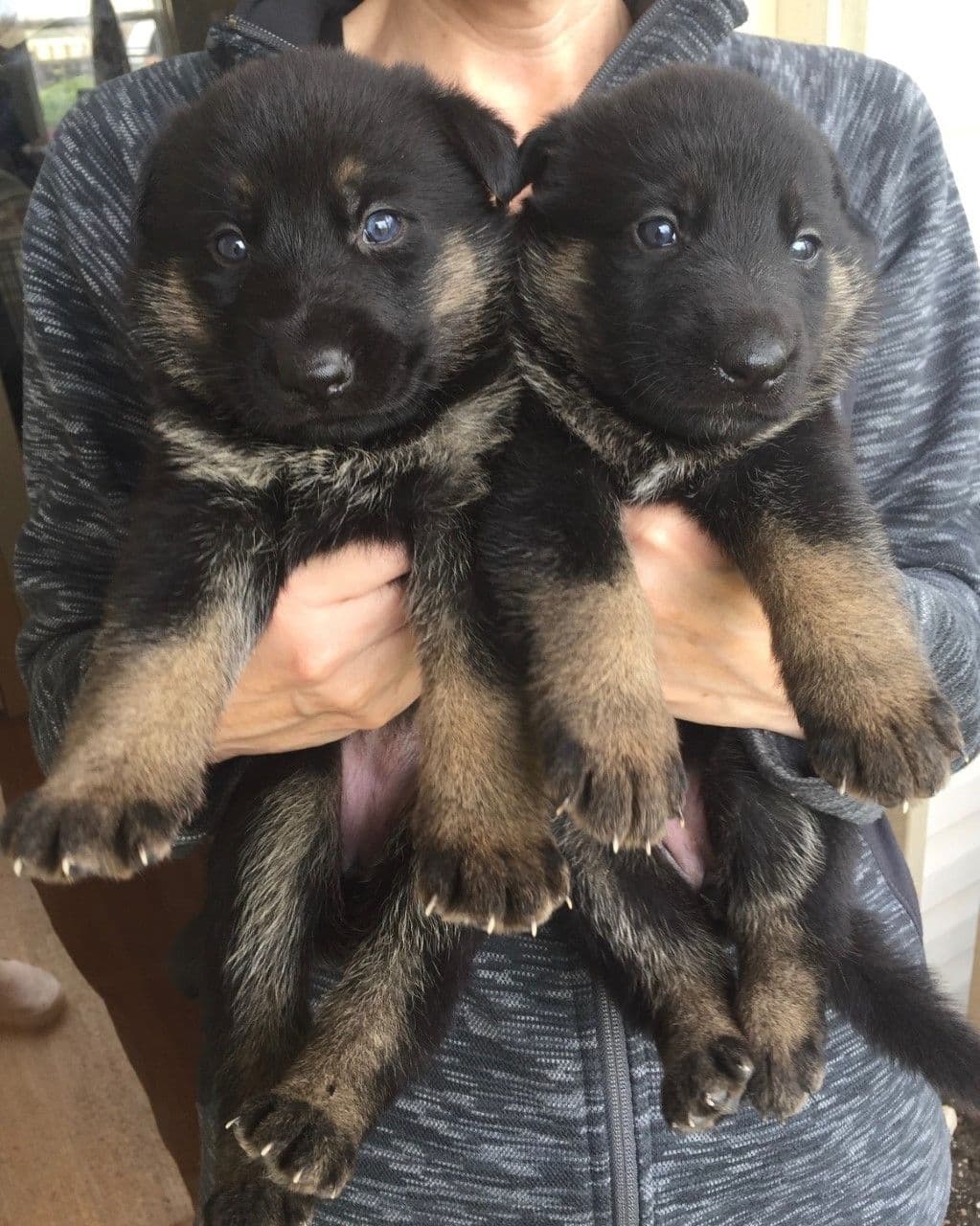 German Shepherd Dog Puppies, Mink Street Shepherds breeder image 23