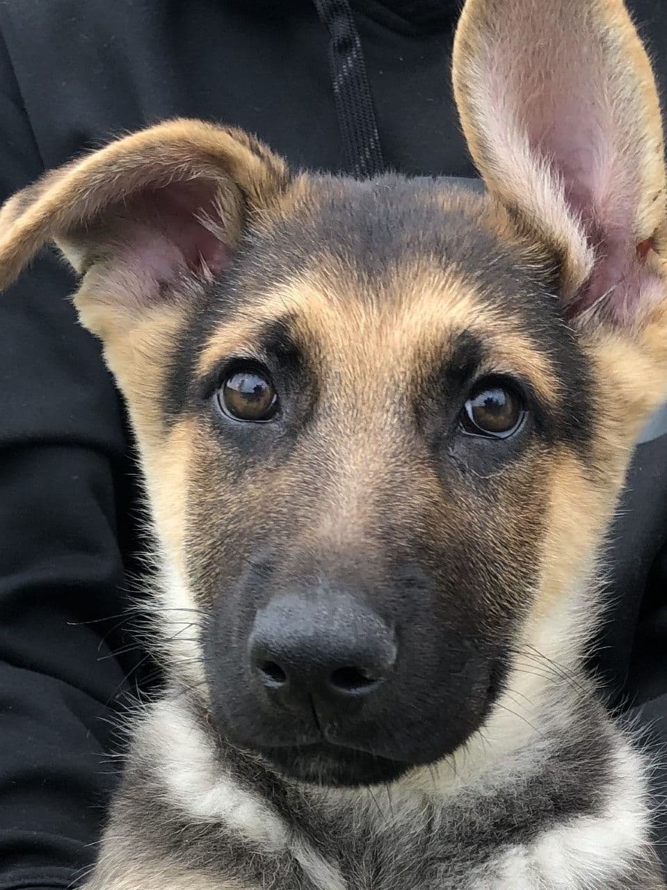 German Shepherd Dog Puppies, Mink Street Shepherds breeder image 22