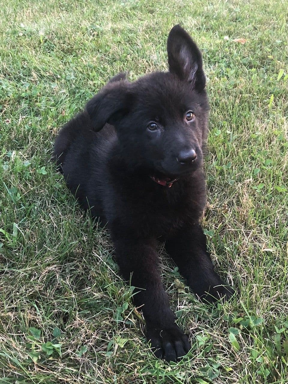 German Shepherd Dog Puppies, Mink Street Shepherds breeder image 7
