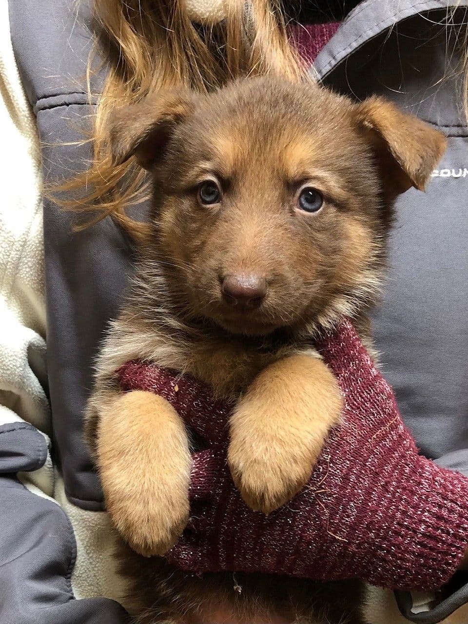 German Shepherd Dog Puppies, Mink Street Shepherds breeder image 25