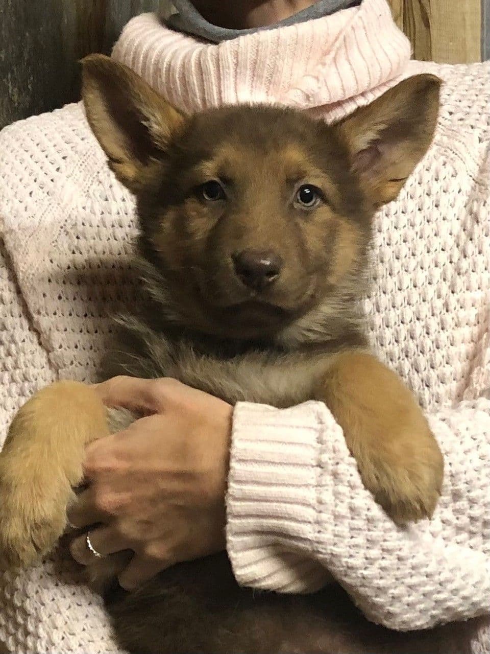 German Shepherd Dog Puppies, Mink Street Shepherds breeder image 26