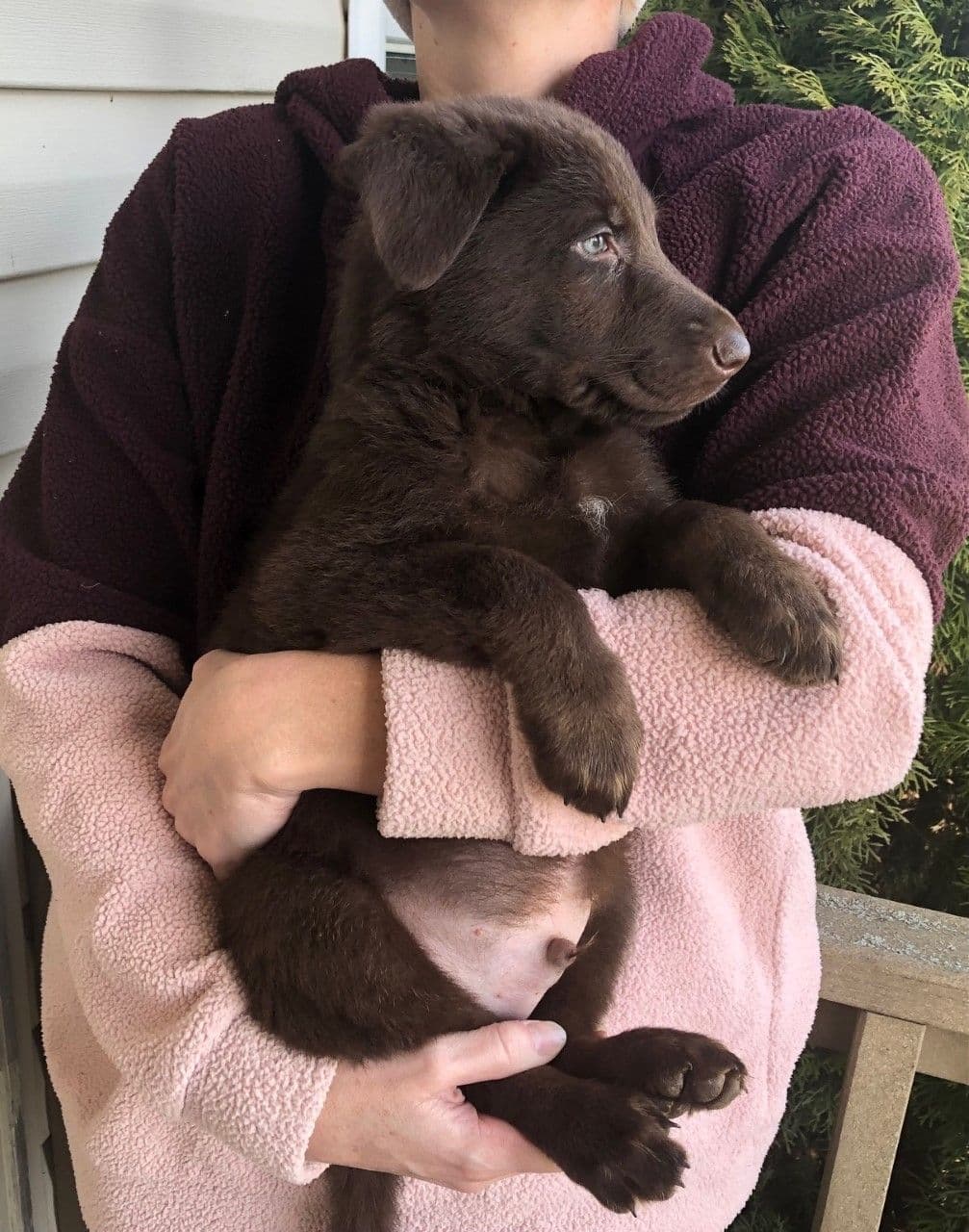 German Shepherd Dog Puppies, Mink Street Shepherds breeder image 27
