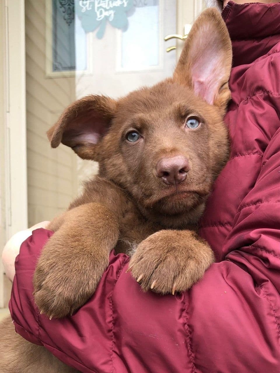 German Shepherd Dog Puppies, Mink Street Shepherds breeder image 6