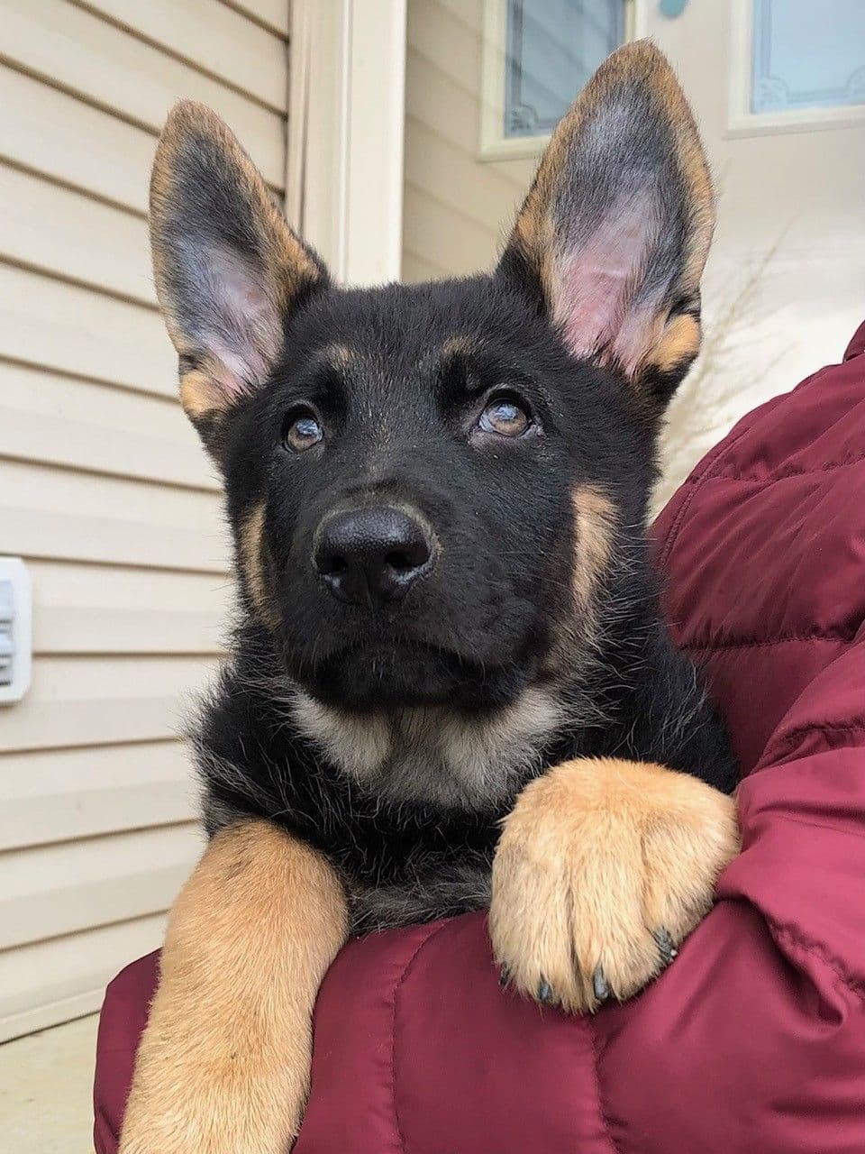 German Shepherd Dog Puppies, Mink Street Shepherds breeder image 29