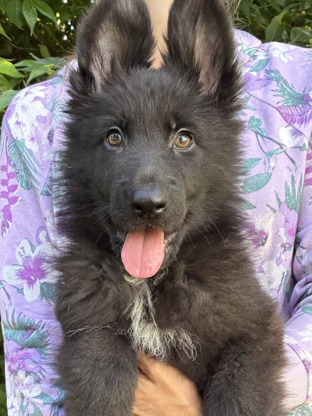 German Shepherd Dog Puppies, Mink Street Shepherds media 2