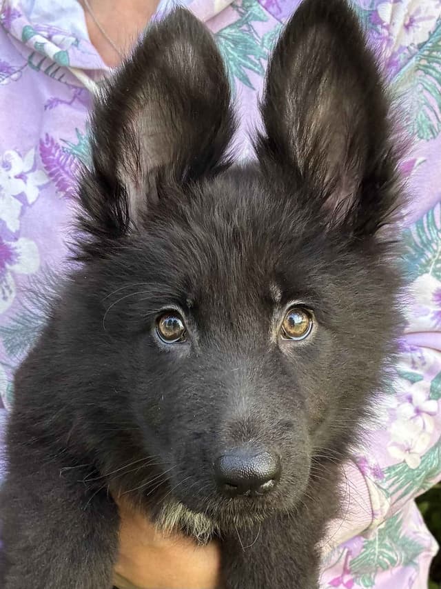 German Shepherd Dog Puppies, Mink Street Shepherds media 3
