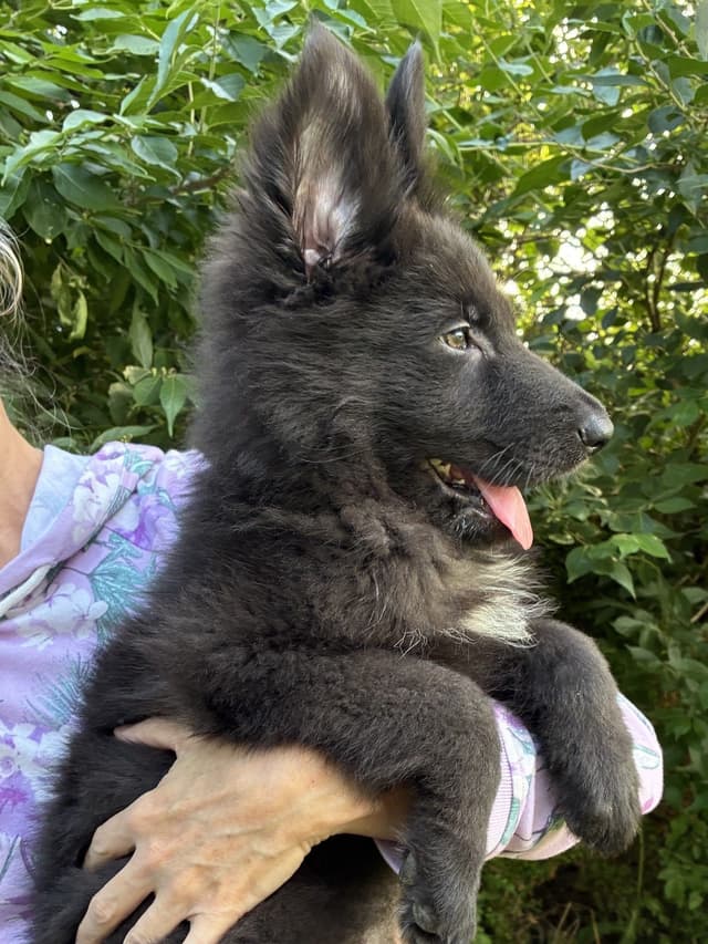 German Shepherd Dog Puppies, Mink Street Shepherds media 4
