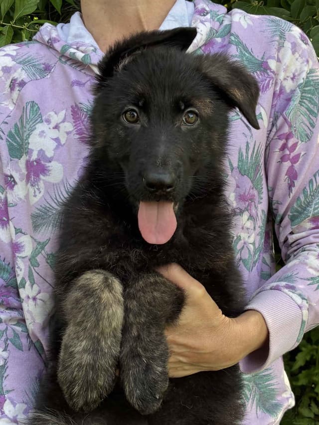 German Shepherd Dog Puppies, Mink Street Shepherds media 5