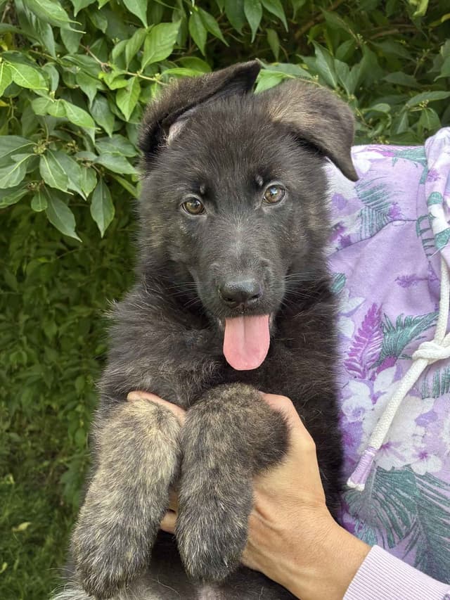German Shepherd Dog Puppies, Mink Street Shepherds media 6