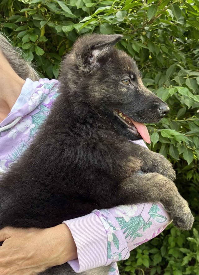 German Shepherd Dog Puppies, Mink Street Shepherds media 7