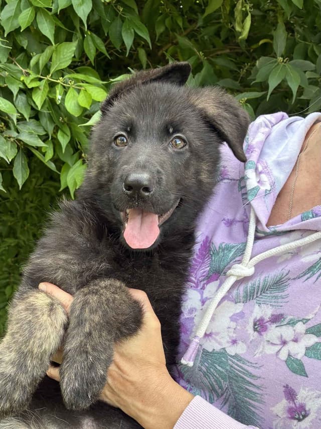 German Shepherd Dog Puppies, Mink Street Shepherds media 8