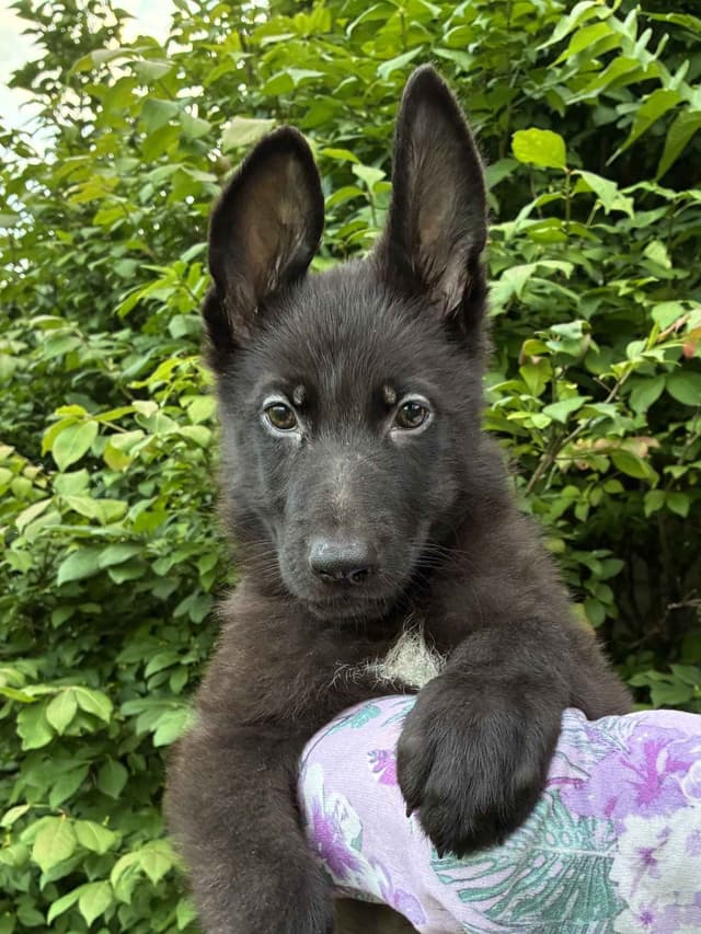 German Shepherd Dog Puppies, Mink Street Shepherds media 9