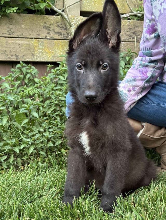 German Shepherd Dog Puppies, Mink Street Shepherds media 10