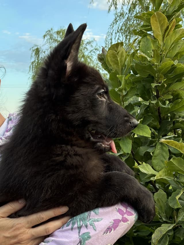 German Shepherd Dog Puppies, Mink Street Shepherds media 11