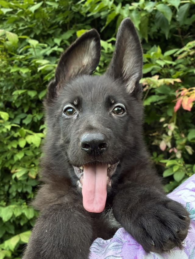 German Shepherd Dog Puppies, Mink Street Shepherds media 12