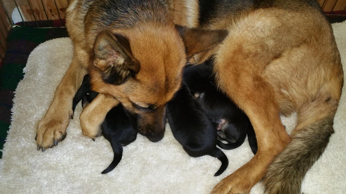Sam has delivered and Riviera is due very soon!! 707-337-9223 breeder image 5