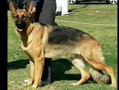 Sam has delivered and Riviera is due very soon!! 707-337-9223 breeder image 6