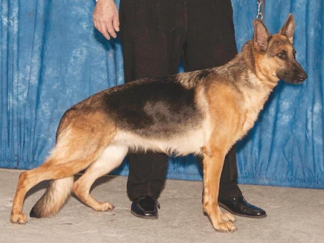 Sam has delivered and Riviera is due very soon!! 707-337-9223 breeder image 7